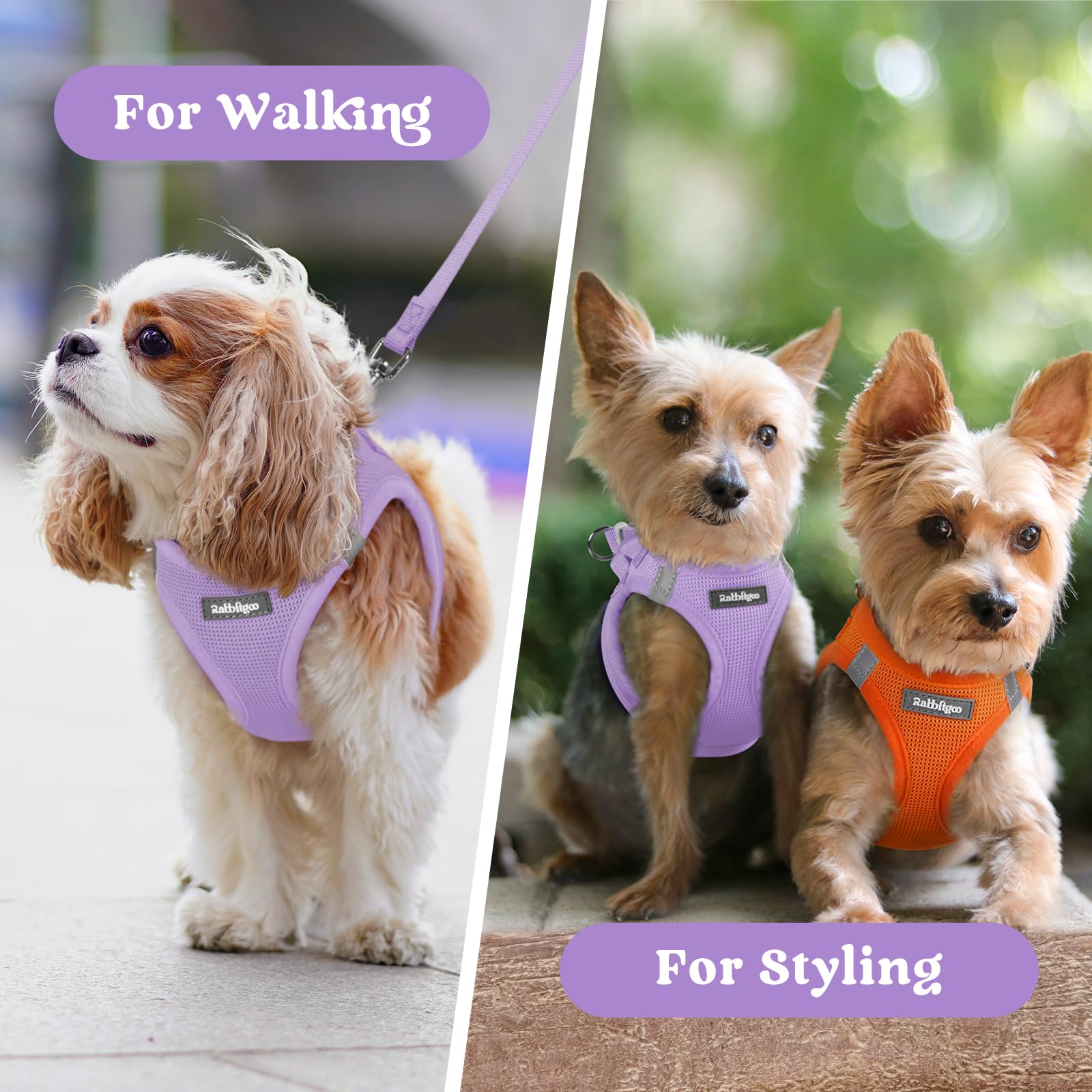 Rabbitgoo step-in harness is easy to put on for wiggly pups