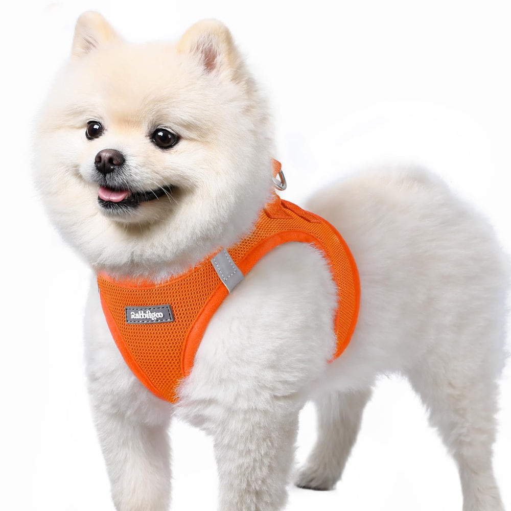 Rabbitgoo small dog harness in orange, front view, secure fit for daily walks.