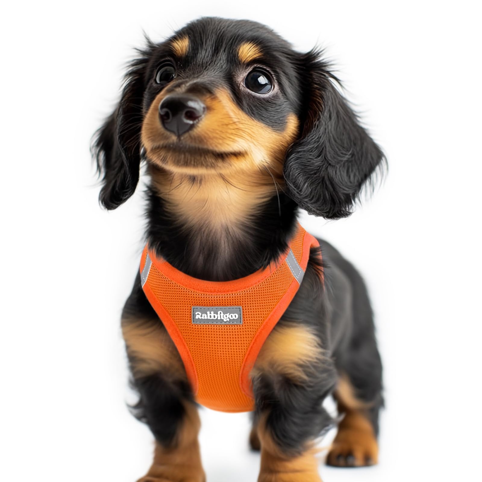 Rabbitgoo small dog harness orange xxs step-in shows easy-on design for tiny dogs.