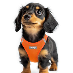Rabbitgoo small dog harness orange xxs step-in shows easy-on design for tiny dogs.
