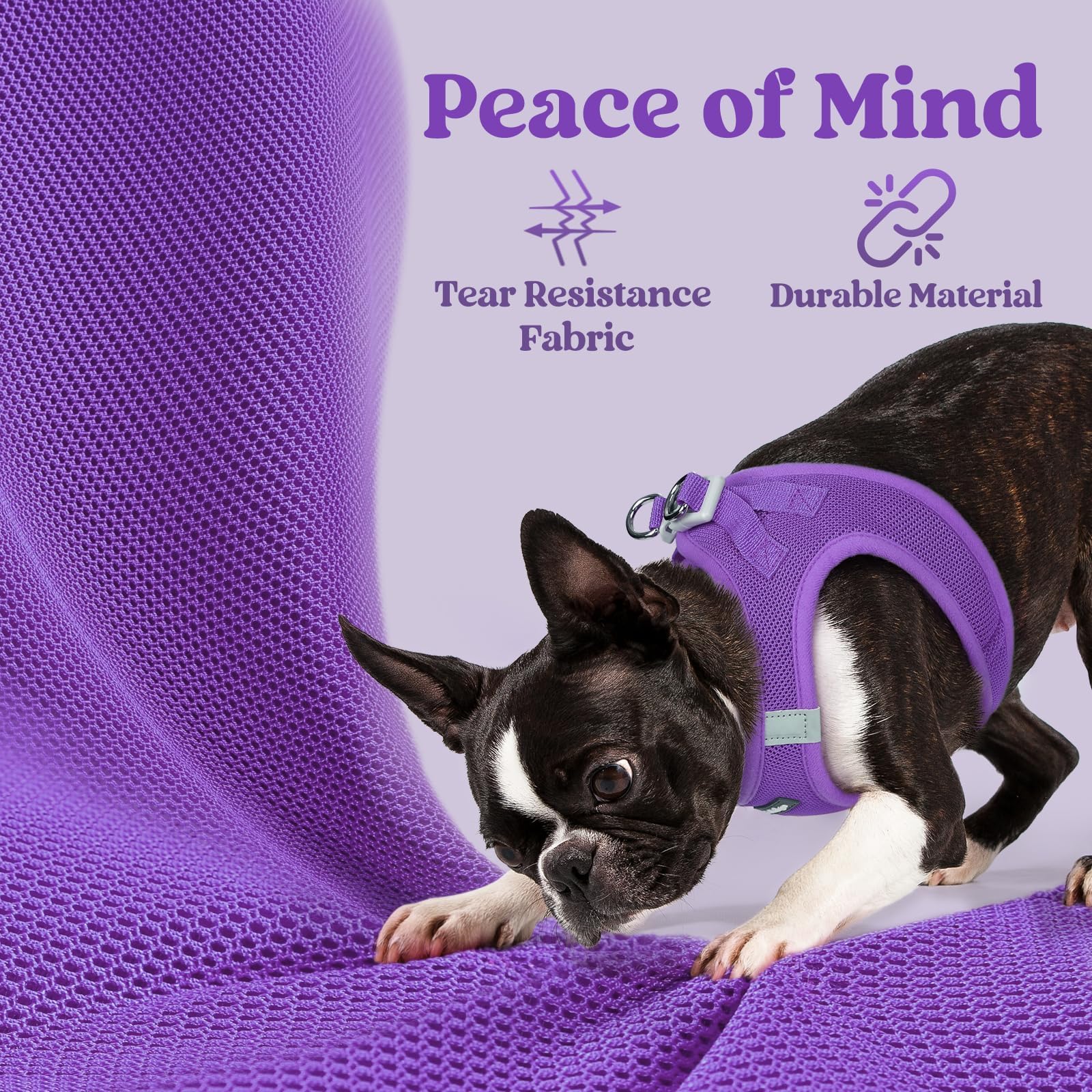 rabbitgoo small dog harness purple XXL highlights bold color for confident walks