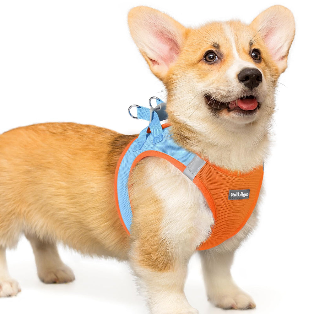 Rabbitgoo small dog harness step-in blue for quick daily walks