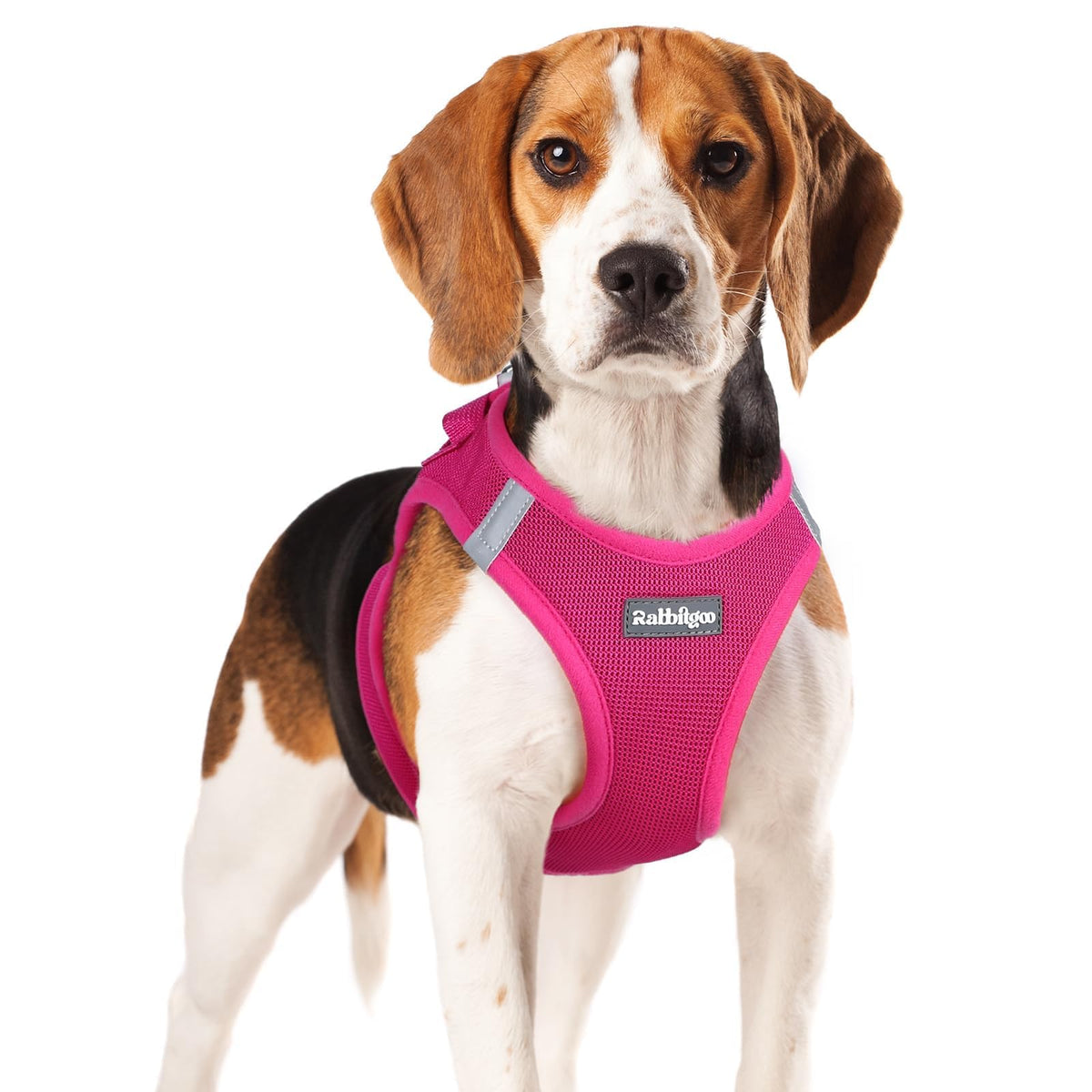 Rabbitgoo small dog harness step-in design aids quick fitting