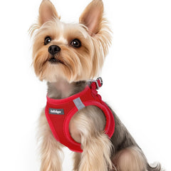 Rabbitgoo small dog harness step-in mesh design for quick on-off walks.
