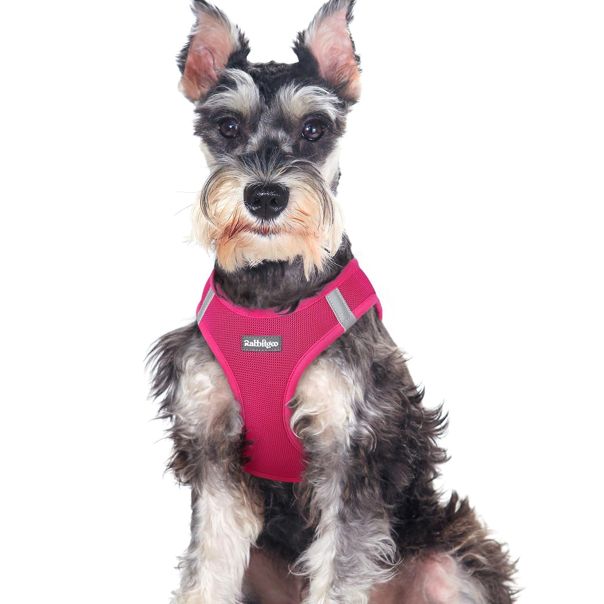 Rabbitgoo small dog harness step-in rose red XXL for easy, calm entrances
