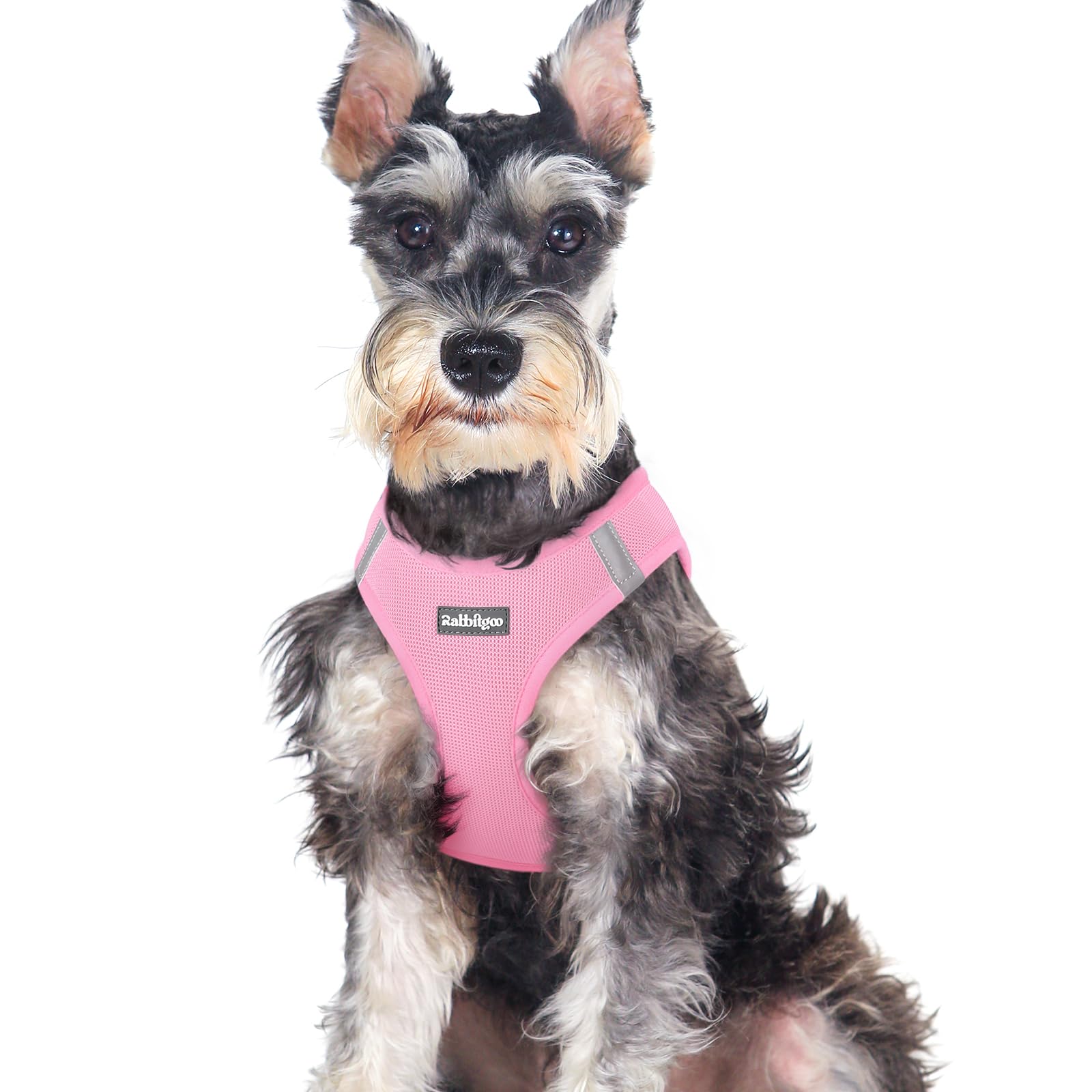 Rabbitgoo small dog harness with step-in design for quick dressing and comfort.