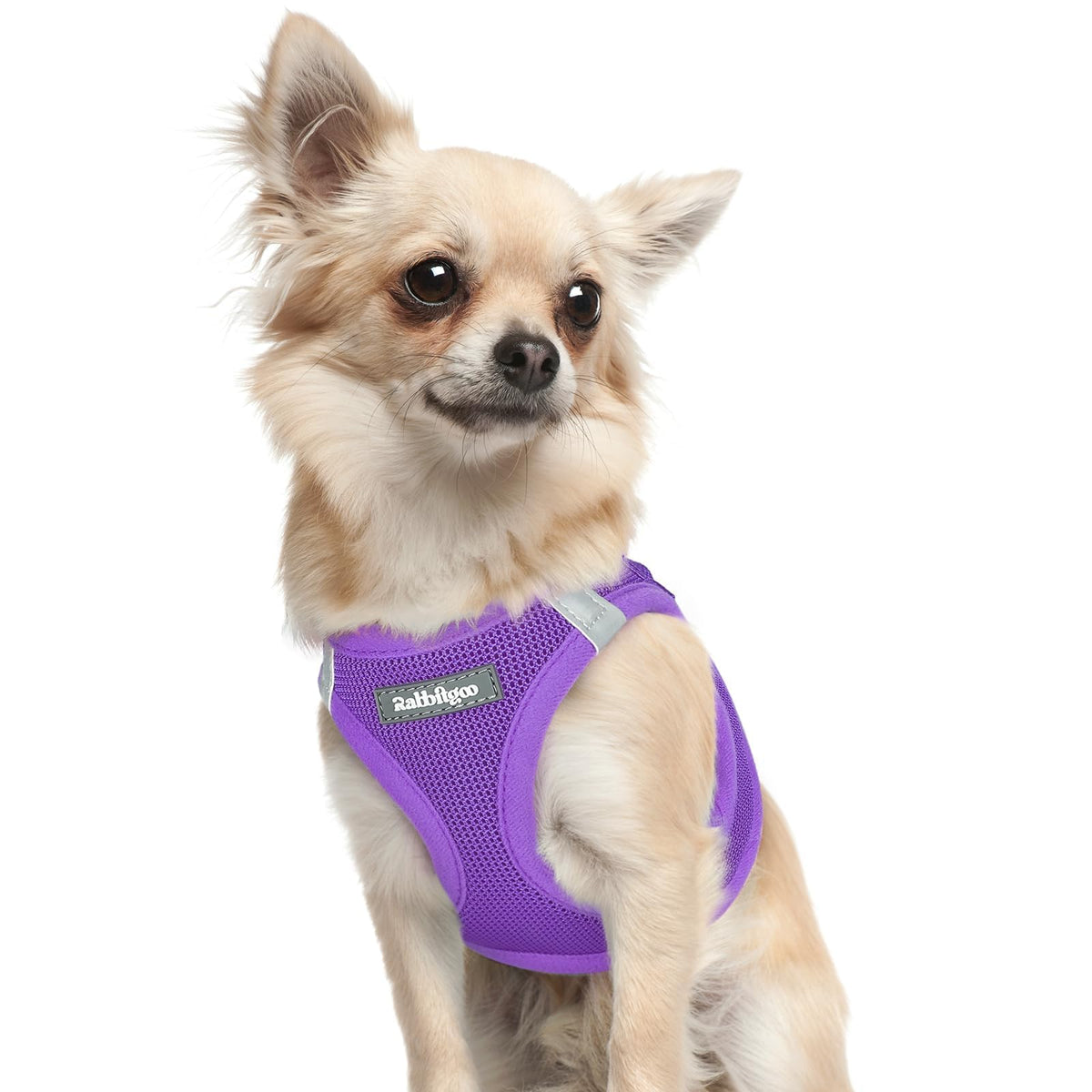 Rabbitgoo small dog harness step-in vest demonstrates quick setup for tiny dogs.