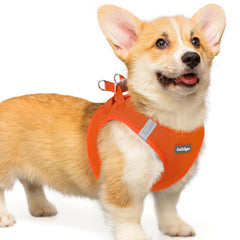Rabbitgoo small dog harness step-in design for quick fitting