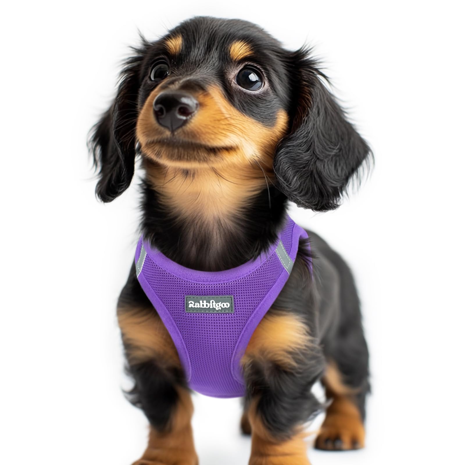 rabbitgoo small dog harness step-in design for quick, stress-free outings