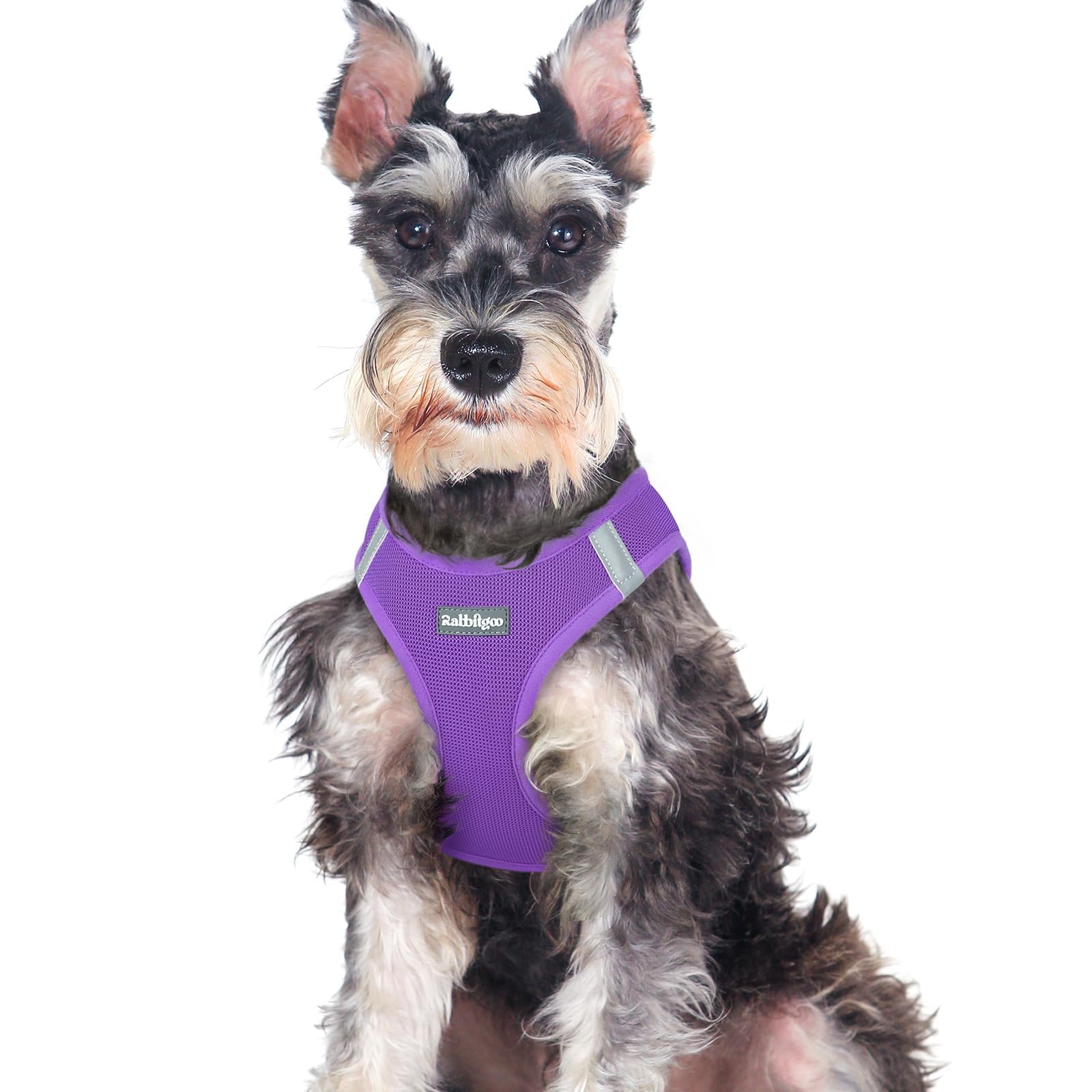 rabbitgoo small dog harness step-in design for quick, secure on-the-go walks