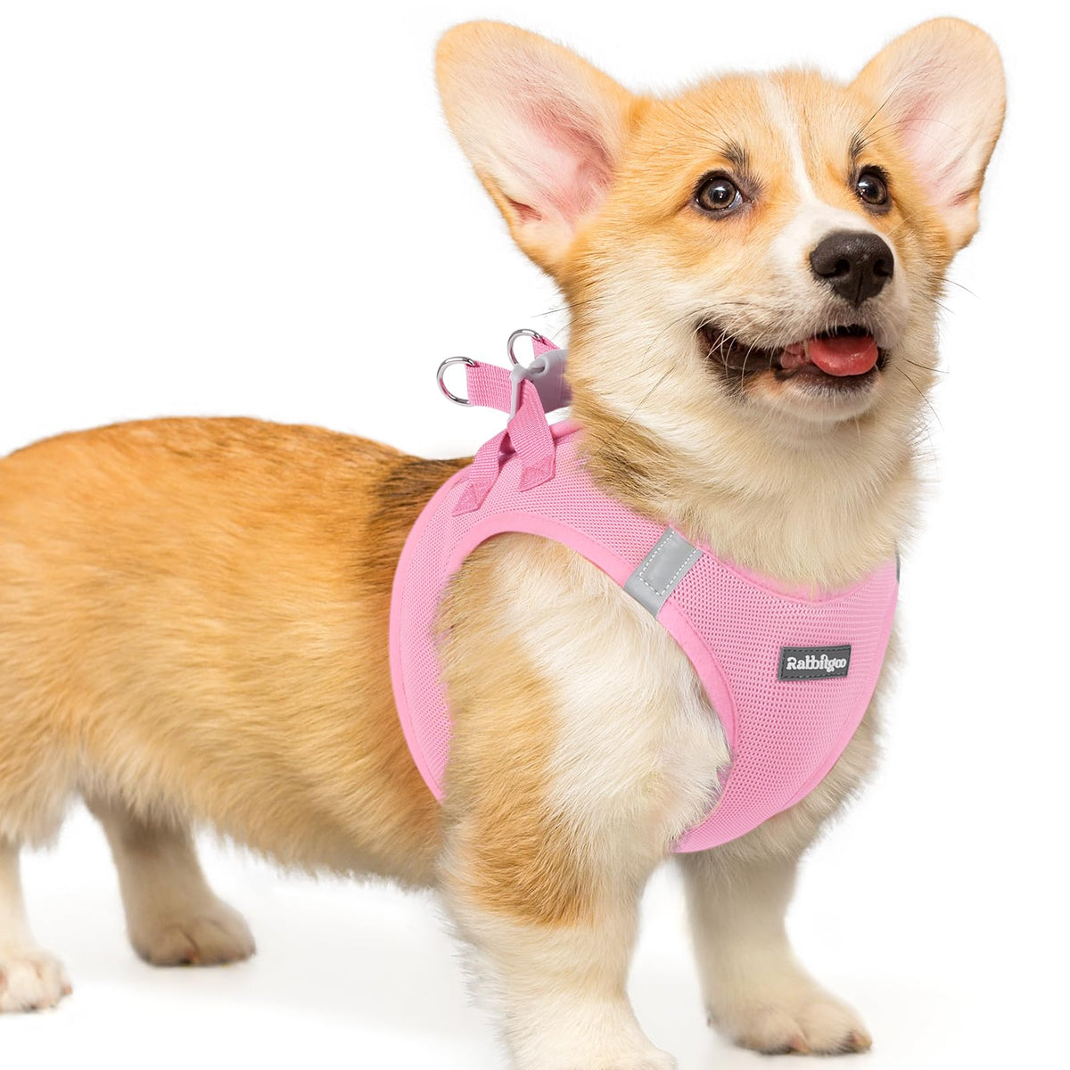 Rabbitgoo small dog harness step-in image showing quick on-and-go setup for busy mornings.