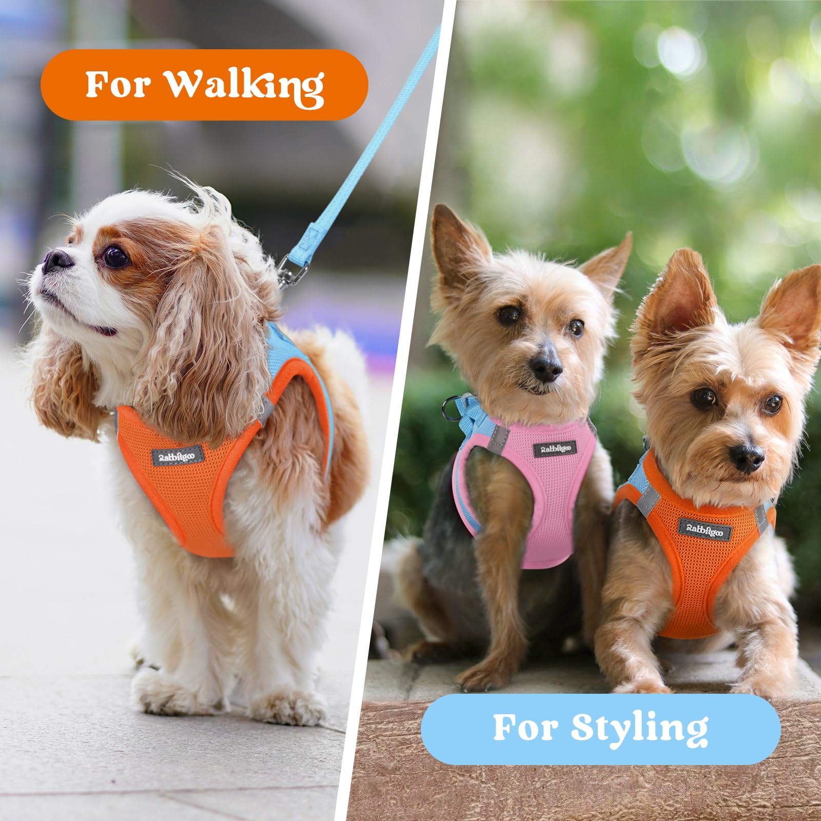 Rabbitgoo blue and orange color options match playful dog personalities