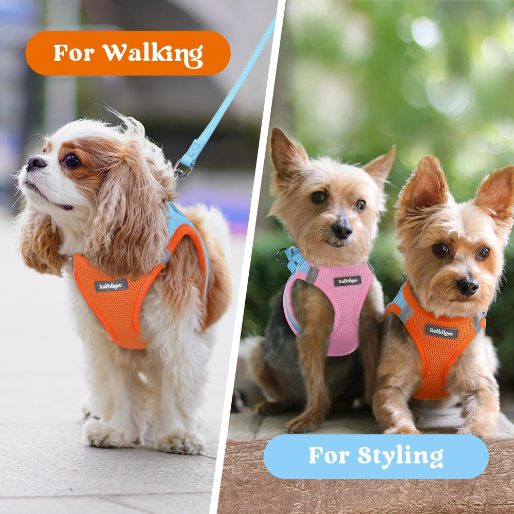 Rabbitgoo blue and orange color options match playful dog personalities