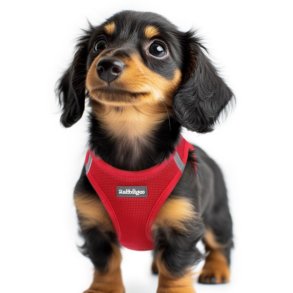 Rabbitgoo XXS harness front view in red for secure daily walks