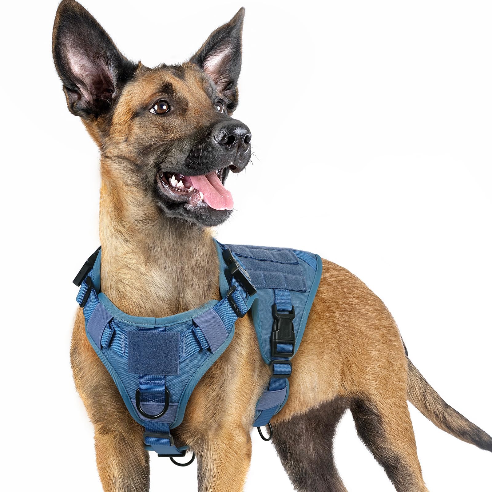Rabbitgoo tactical dog harness small-blue shows compact fit for small breeds during outdoor training.