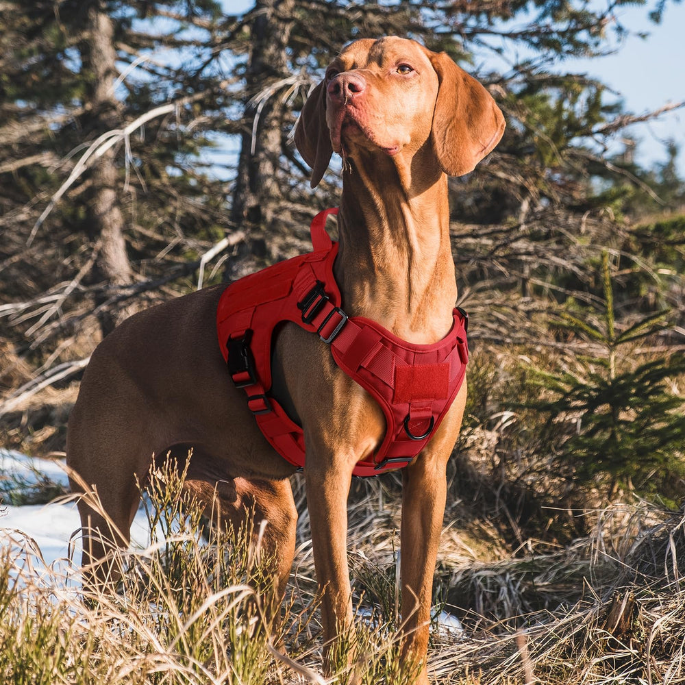 Rabbitgoo breathable air mesh keeps small dogs cool during active sessions.