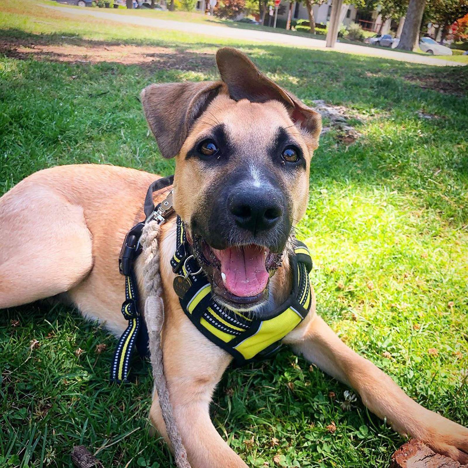 Rabbitgoo two-leash-attachment-points harness supports versatile control on walks.