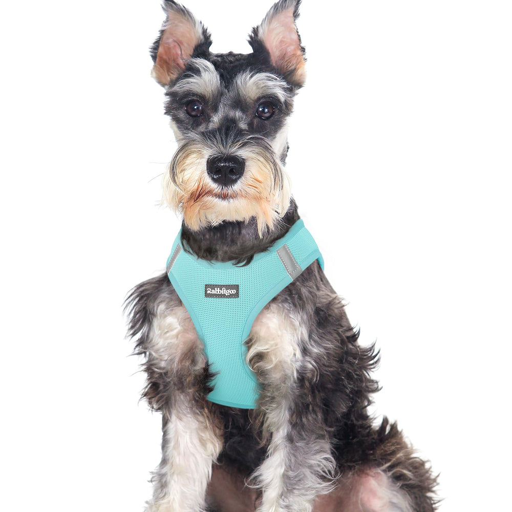 Rabbitgoo XXL mint blue harness on a dog for all-day comfort and fit