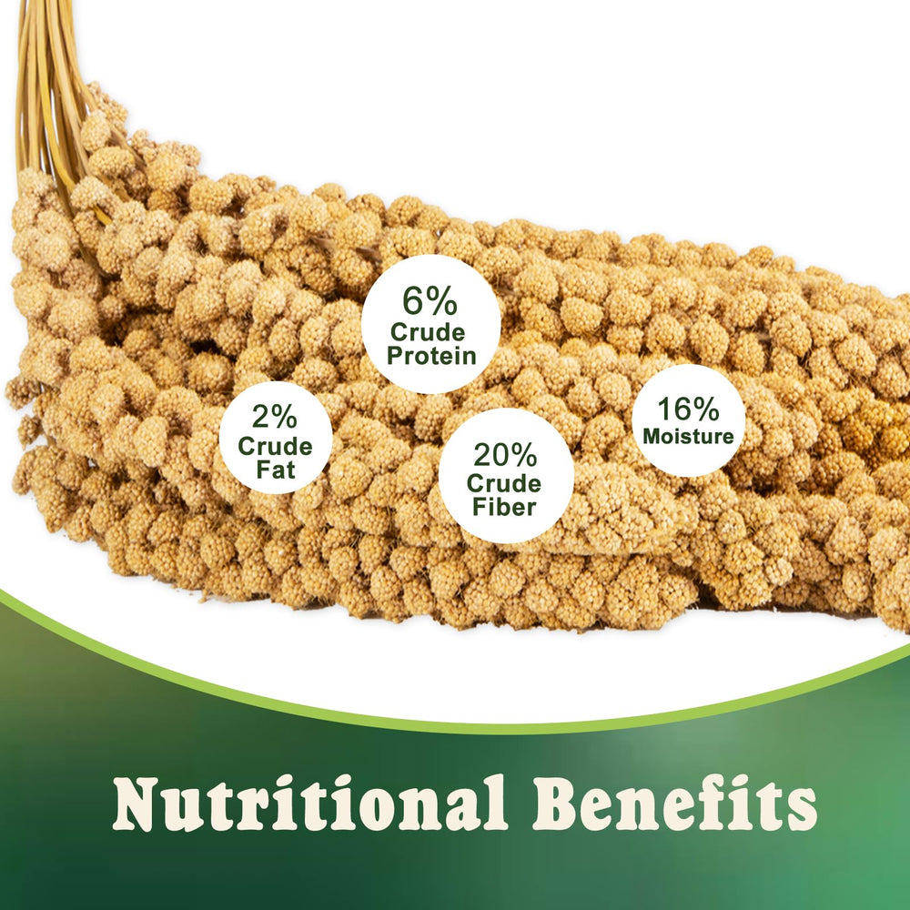 RANZ hand-harvested millet close-up showing wholesome texture for healthy feeding.