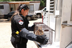 RAPICCA 22-inch forearm-protection glove demonstrates safer handling of animals.