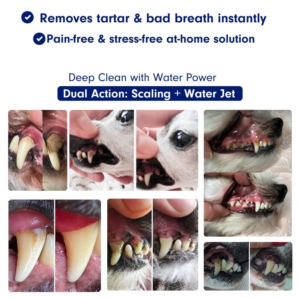 RarePet Canivet scaler tip for targeted tartar removal in hard-to-reach areas