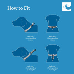 RC Pets Bones nickel D-ring close-up demonstrates durability for leash training