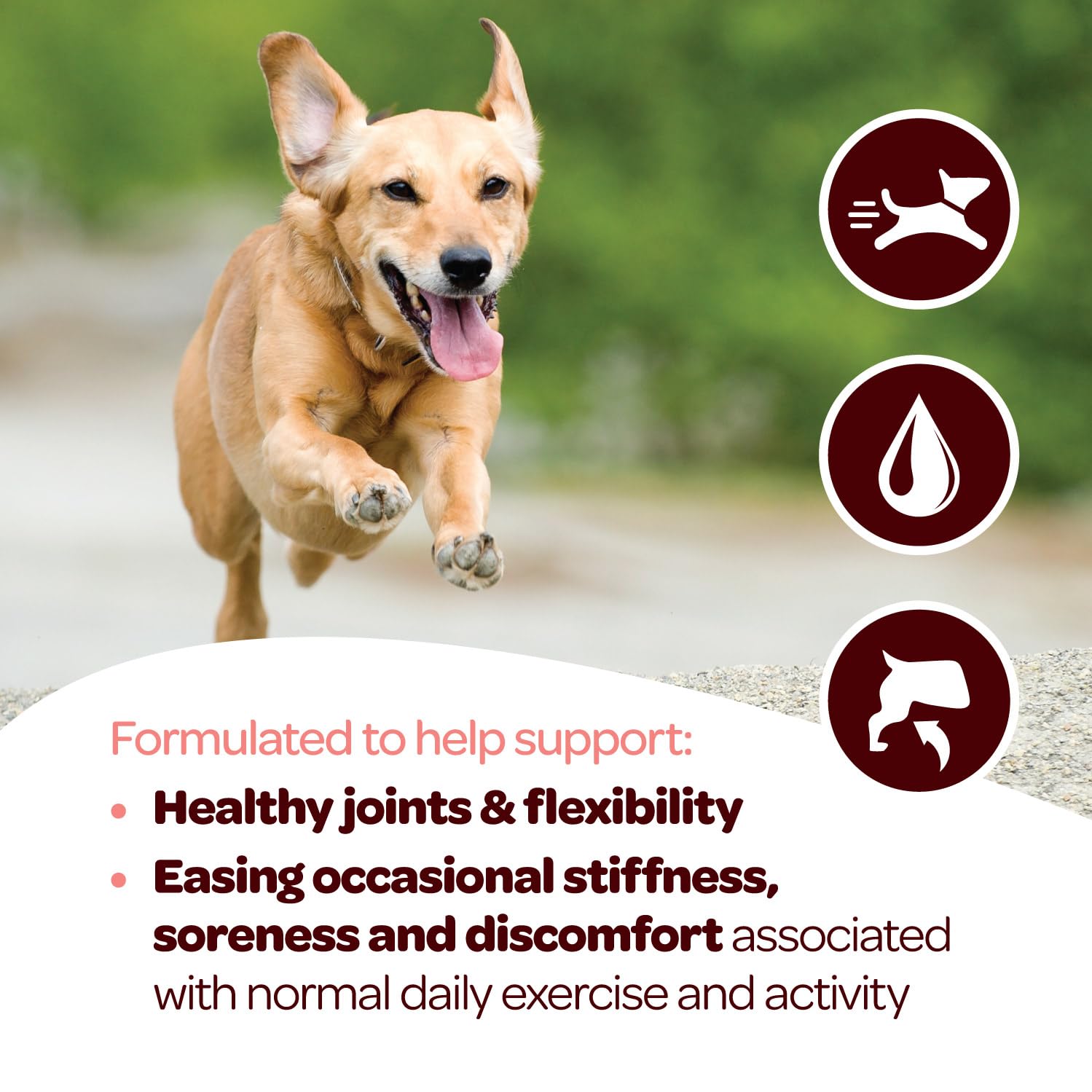 Ready Pet Go dog-eating chicken-flavor chew illustrates palatability for easy daily dosing