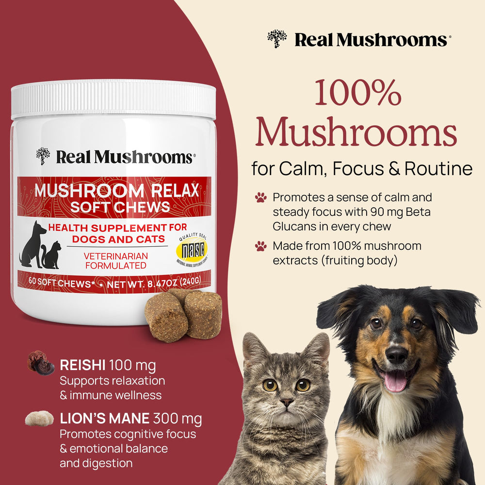 Real Mushrooms calming chews soft chews closeup highlights easy-to-dose texture.