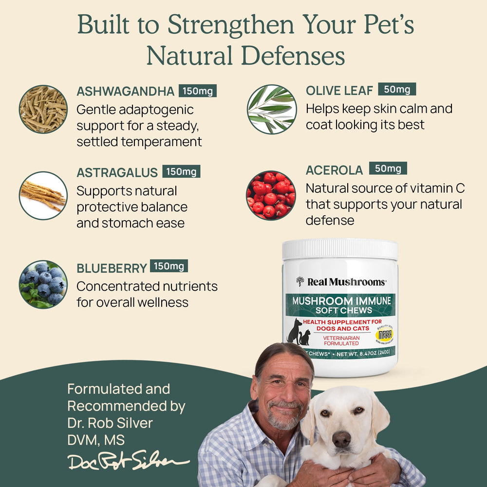 Real Mushrooms Immune Pet Chews in a dog bowl support daily wellness for pets.
