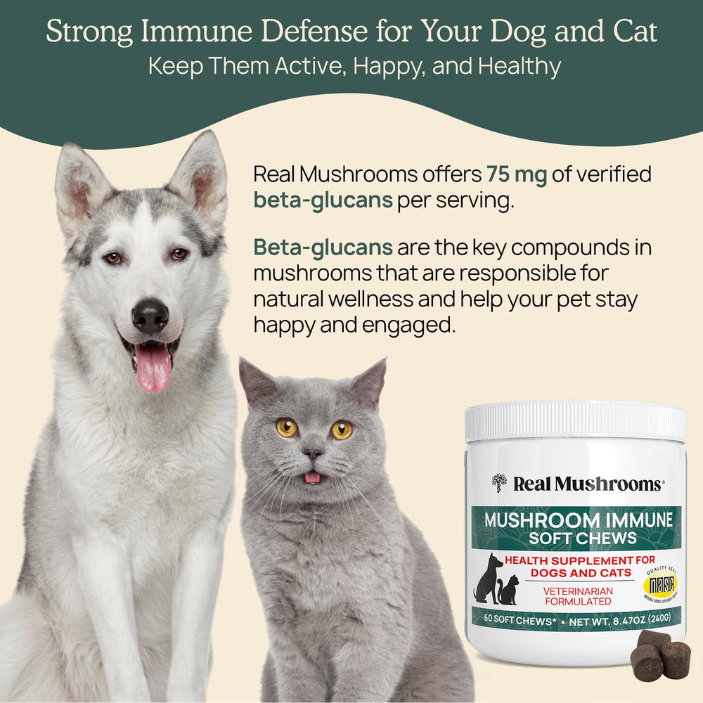 Real Mushrooms Immune Pet Chews jar front shows 60-count convenience.
