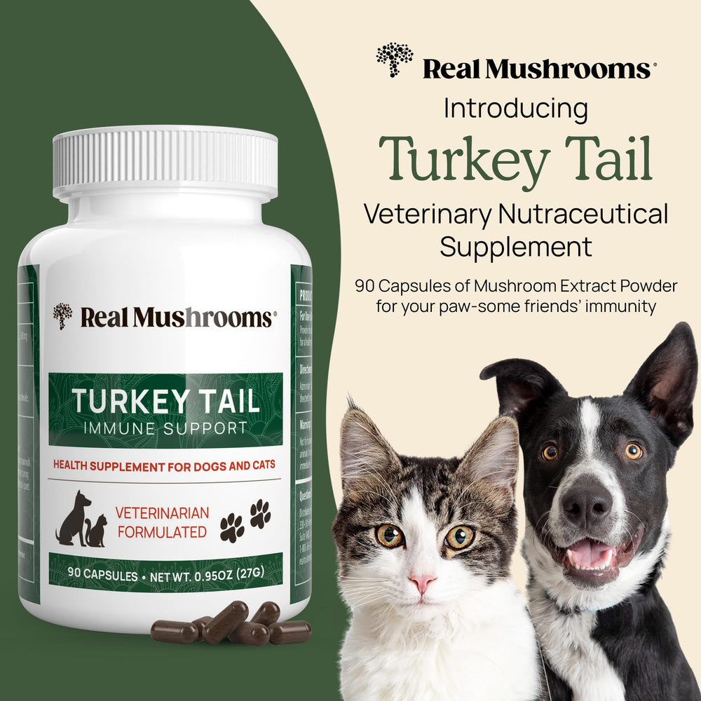 Real Mushrooms Turkey Tail capsules closeup highlights high beta-glucans per serving.
