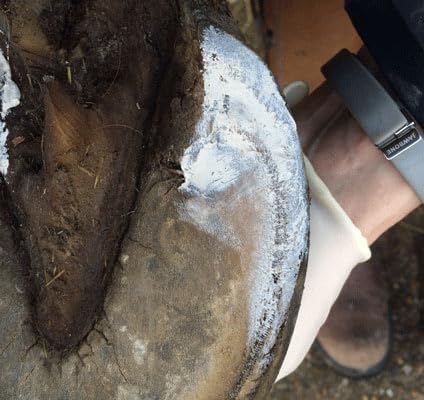 Red Horse Artimud white-line crevices image emphasizes protection of sensitive hoof crevices