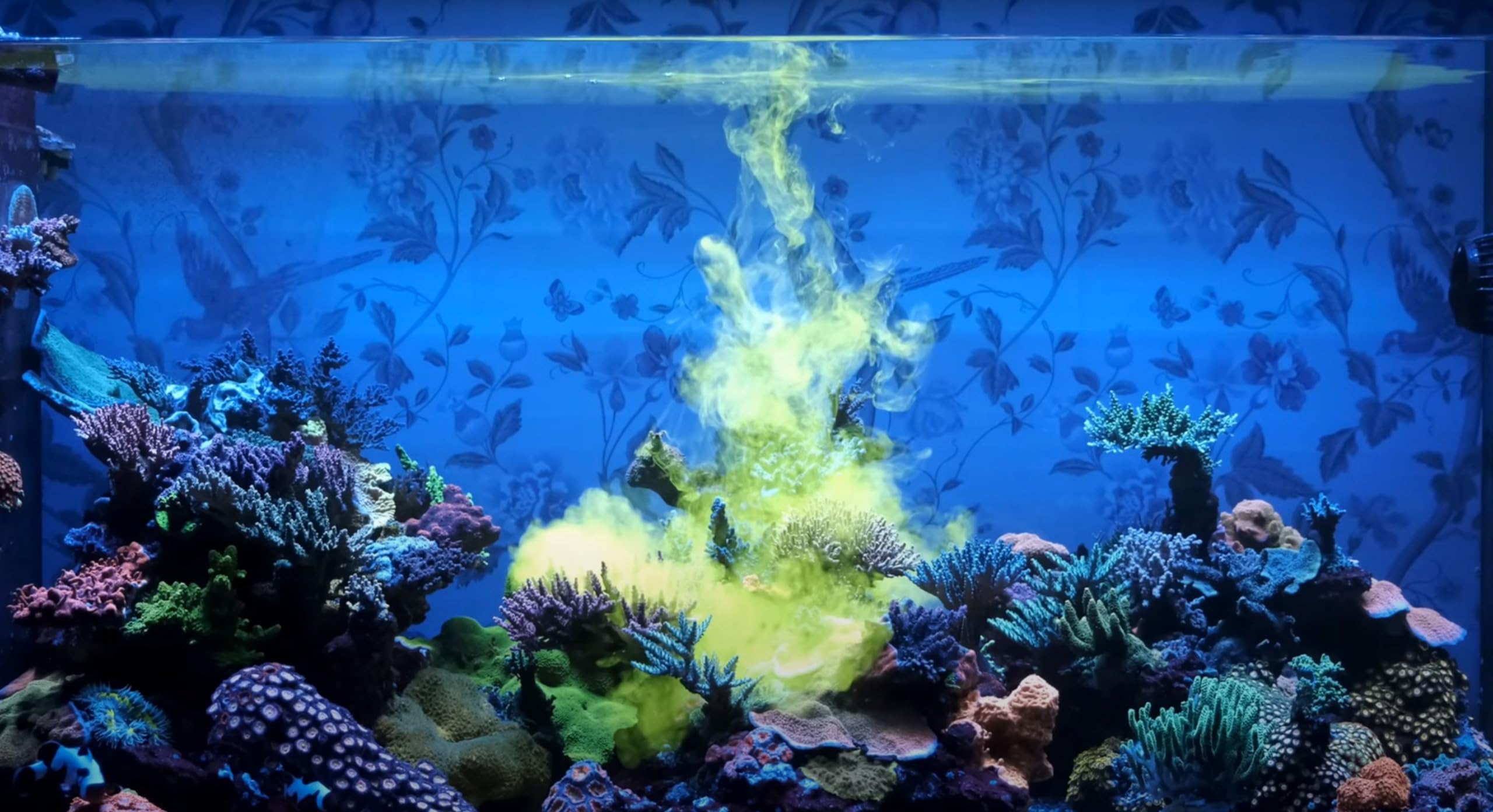 Red Sea Reef Energy Plus in-tank scene showing simple feeding for soft, LPS, and SPS corals.