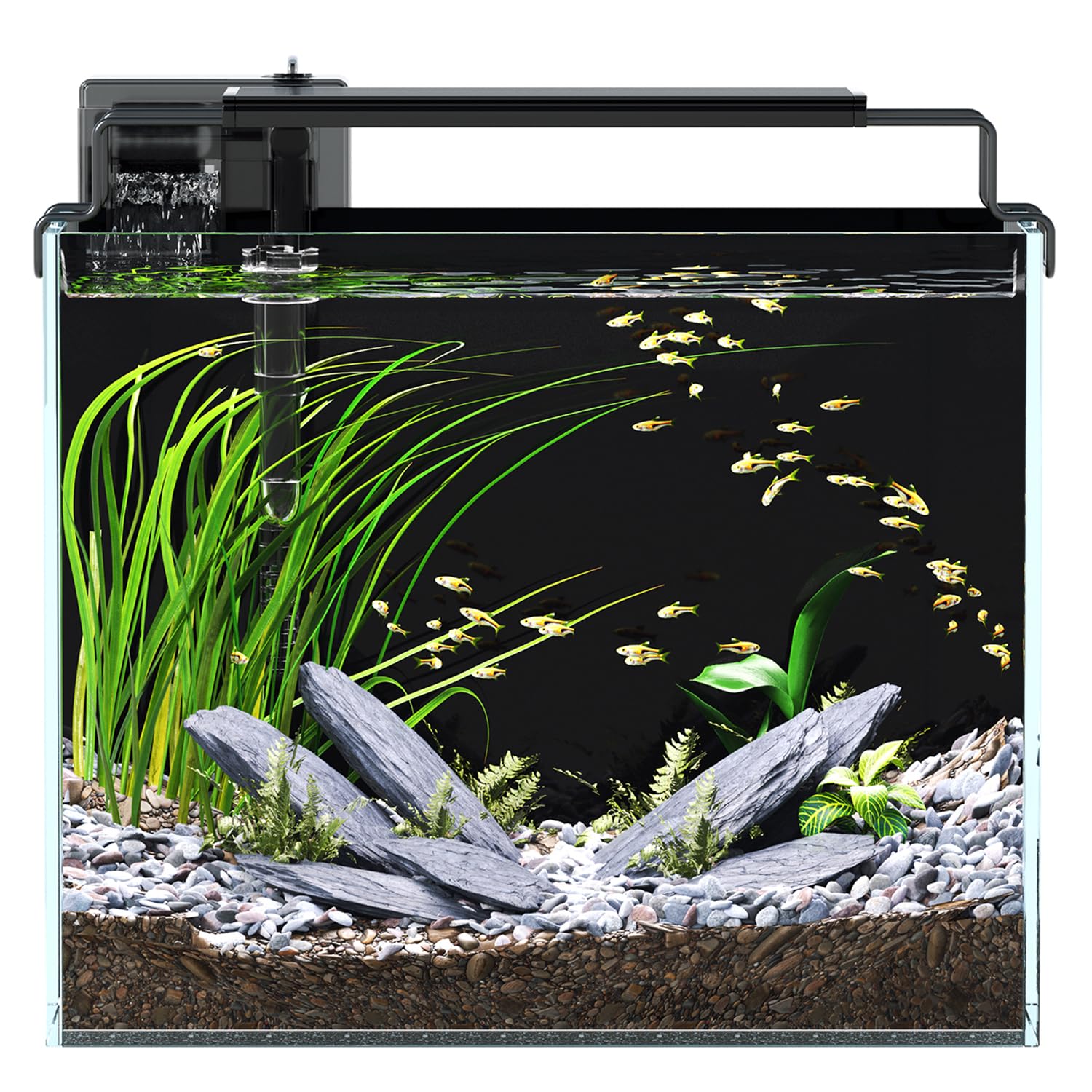 Red Tail Fish 3-gallon tank front view for a compact beginner setup.