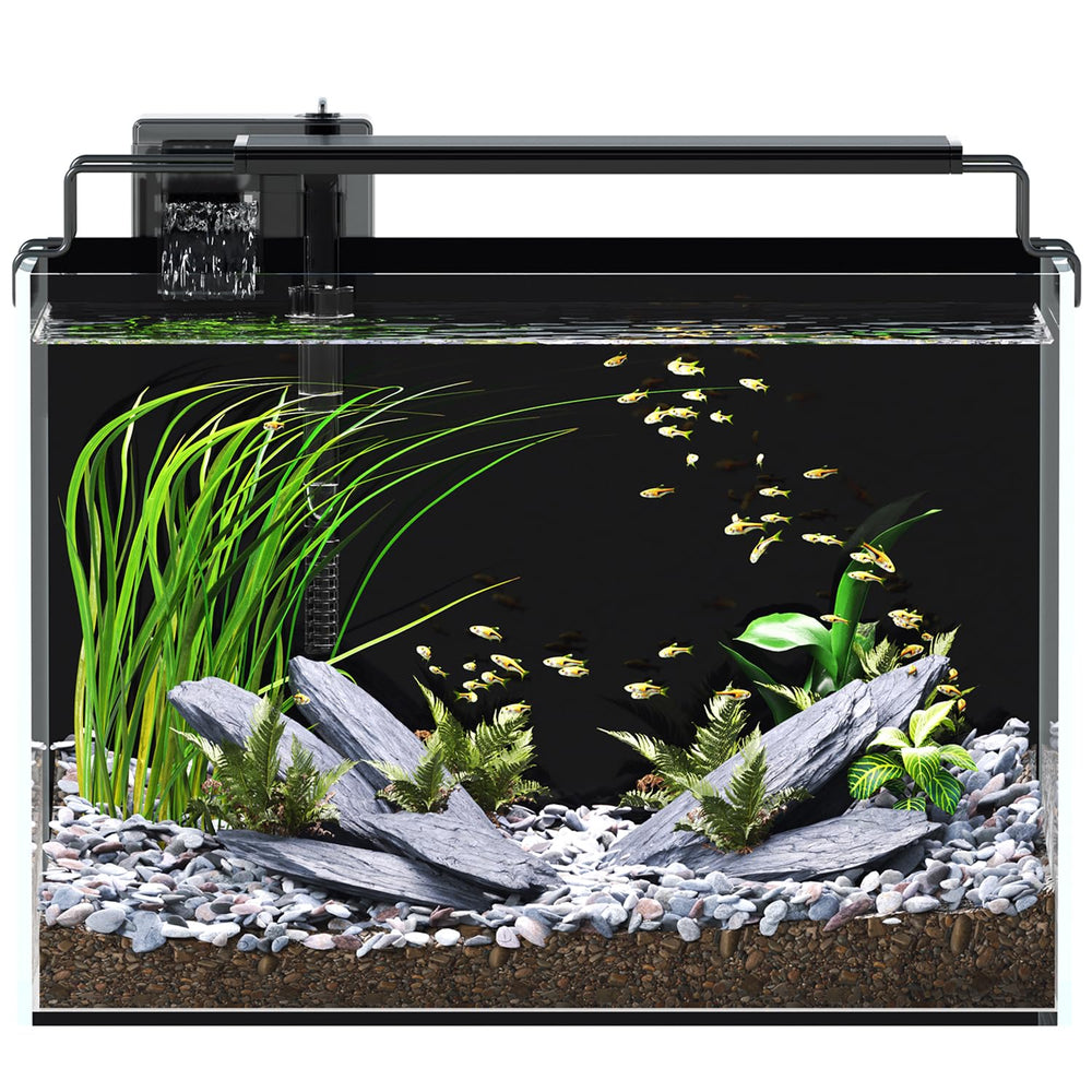 Red Tail Fish 5-gallon tank front view for clear observation and calm betta setup.