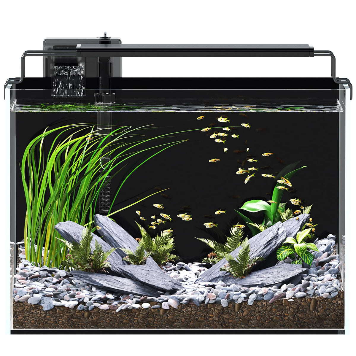 Red Tail Fish 5-gallon tank front view for clear observation and calm betta setup.