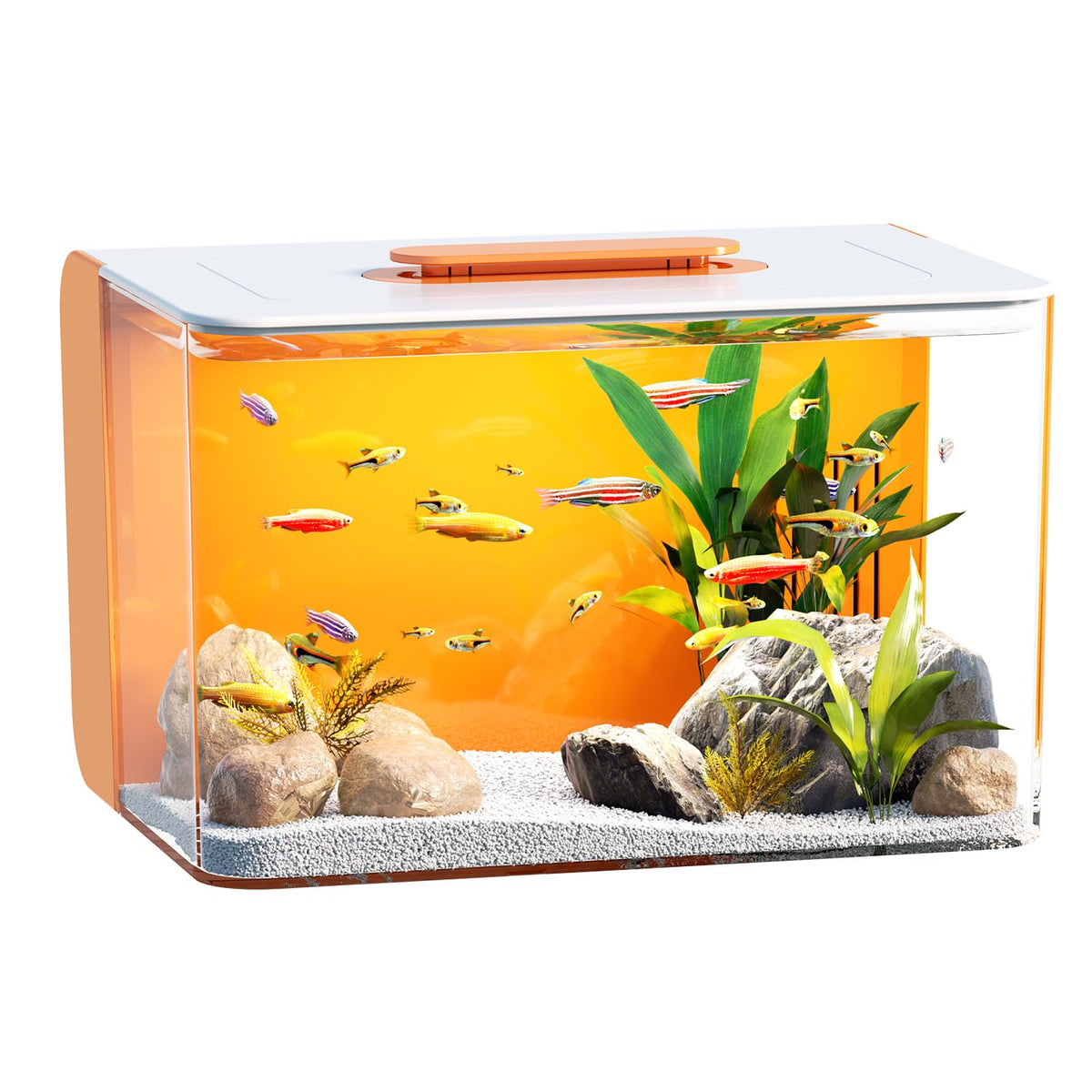 RED TAIL FISH hidden filtration 2.5g tank keeps the aquascape uncluttered.