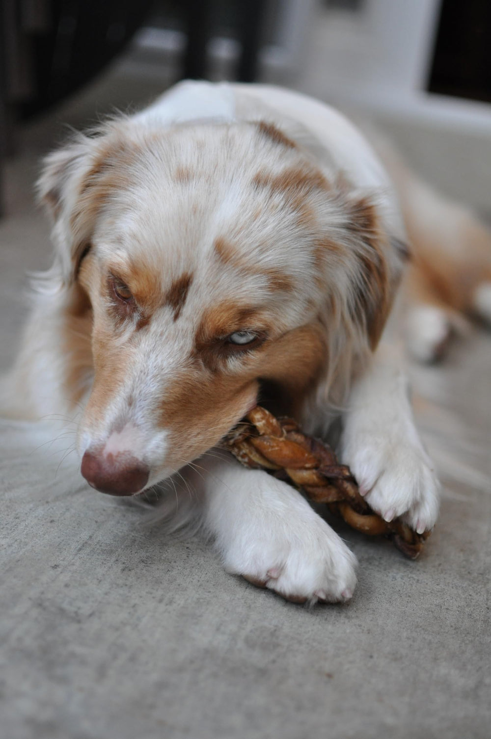 Redbarn bully stick ingredients beef — 100% beef, single-ingredient chew.