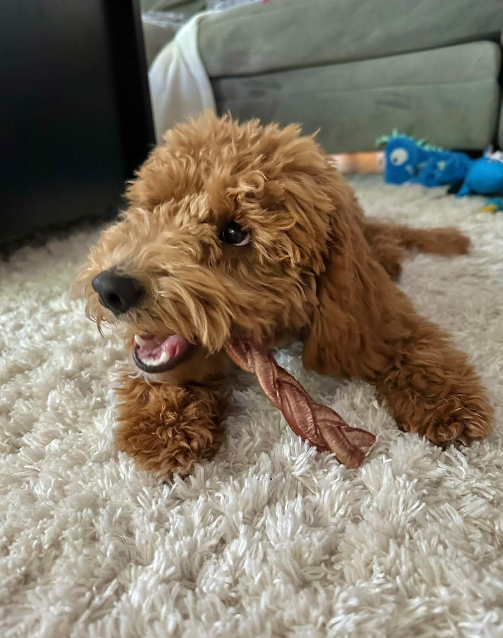 Redbarn bully stick on floor — dog enjoying a long-lasting chew.