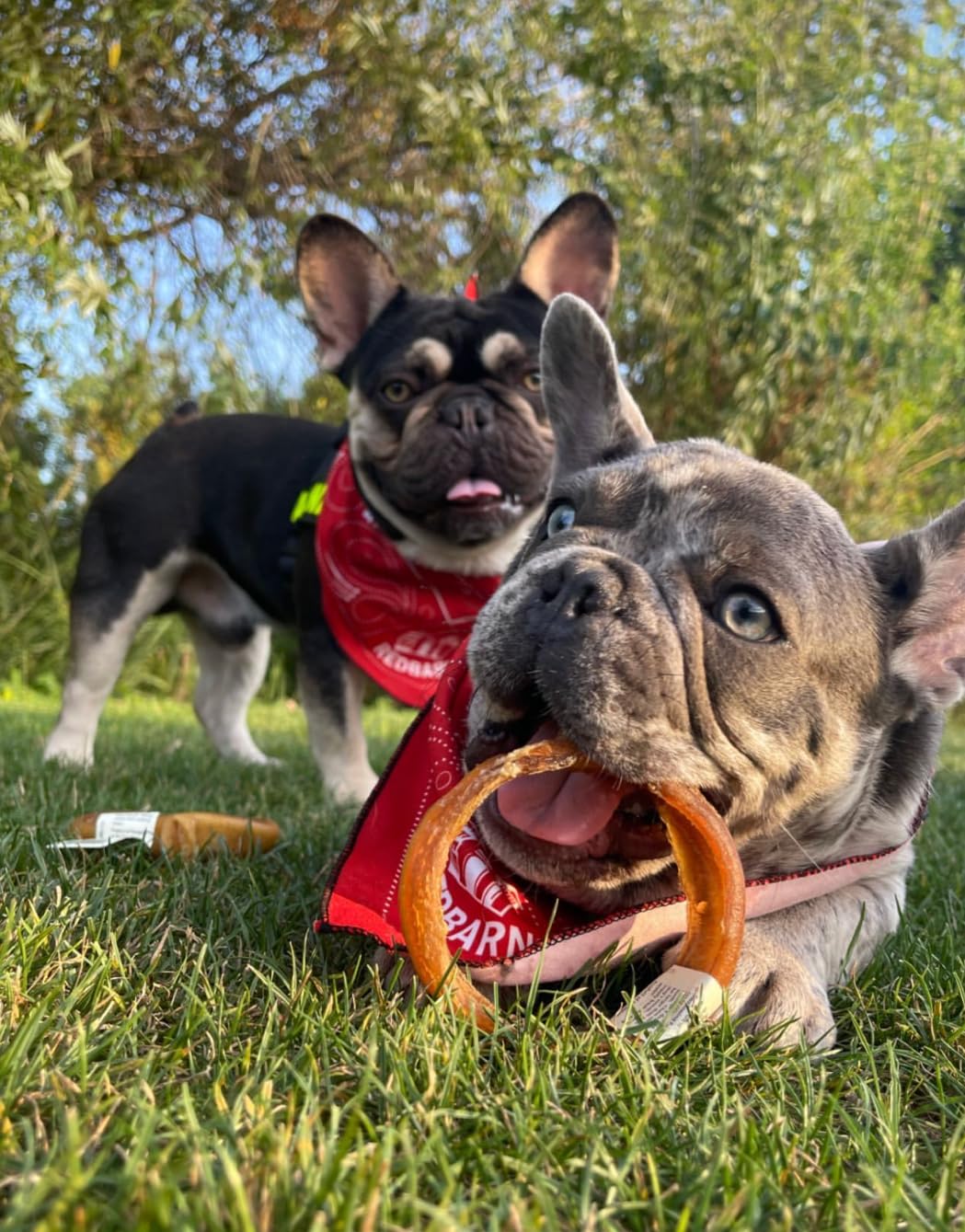 Redbarn Bully Stick Rings grain-free and rawhide-free dog treat.