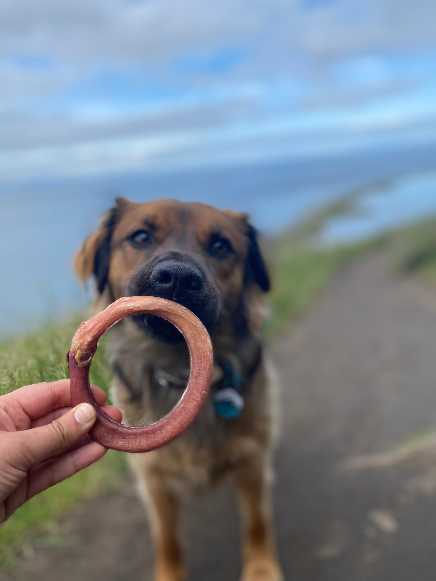 Redbarn Bully Stick Rings provide long-lasting entertainment and dental benefits.