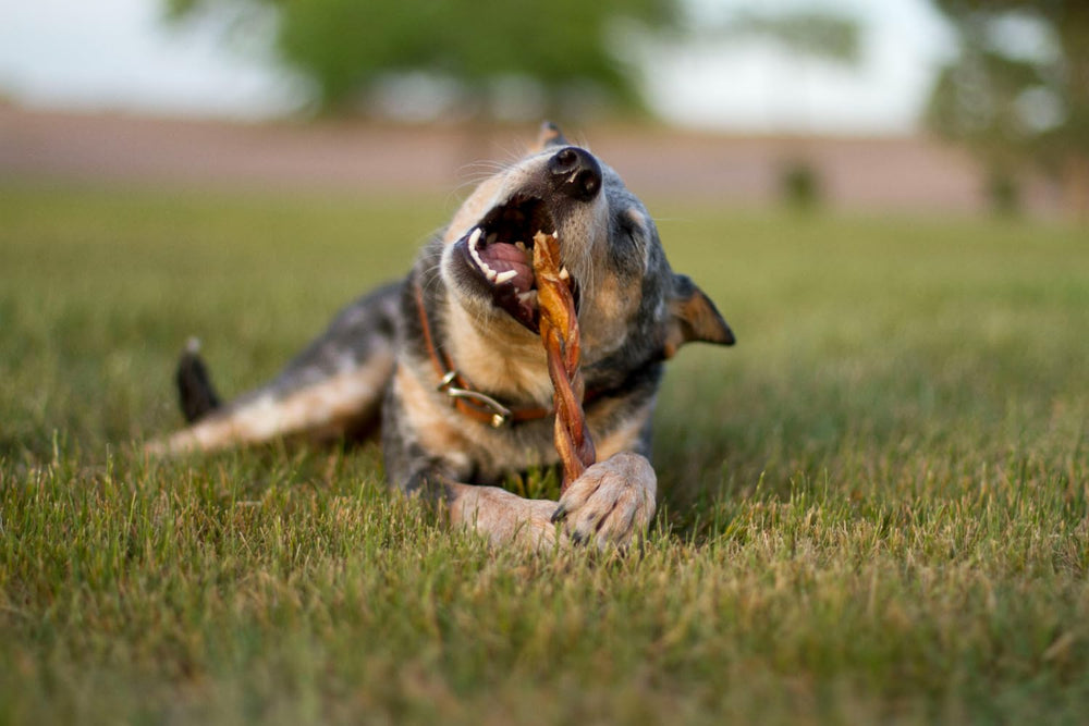 Redbarn bully sticks low-odor, rawhide-free formula label.