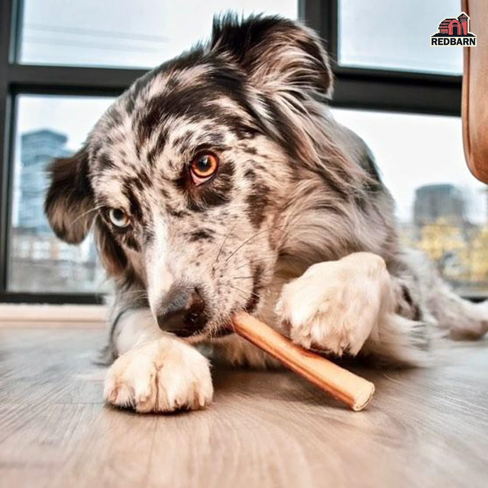 Redbarn bully sticks being chewed – stress-relief and boredom-busting natural outlet.
