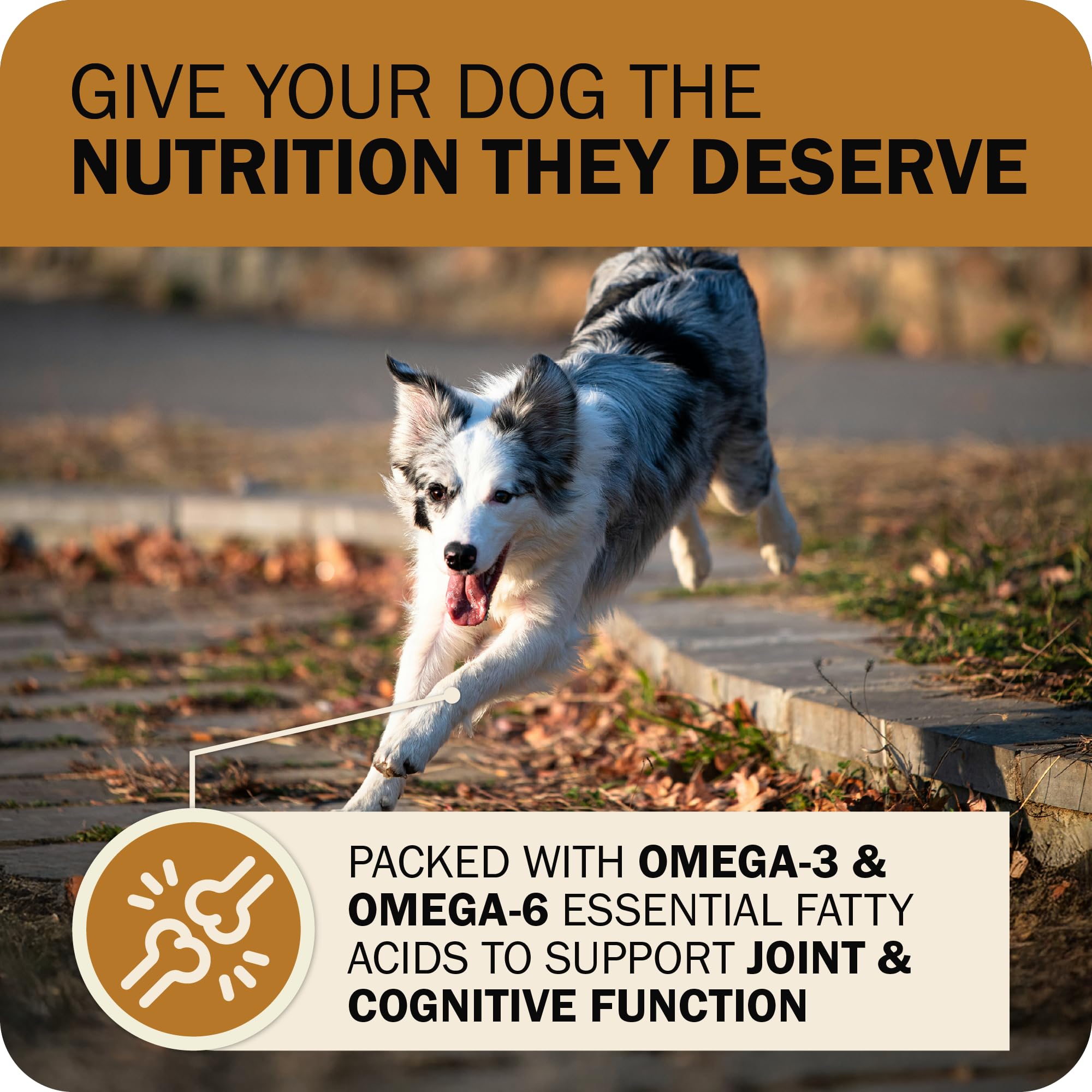 Redbarn Powerfood prebiotics probiotics bowl demonstrates digestive health support.