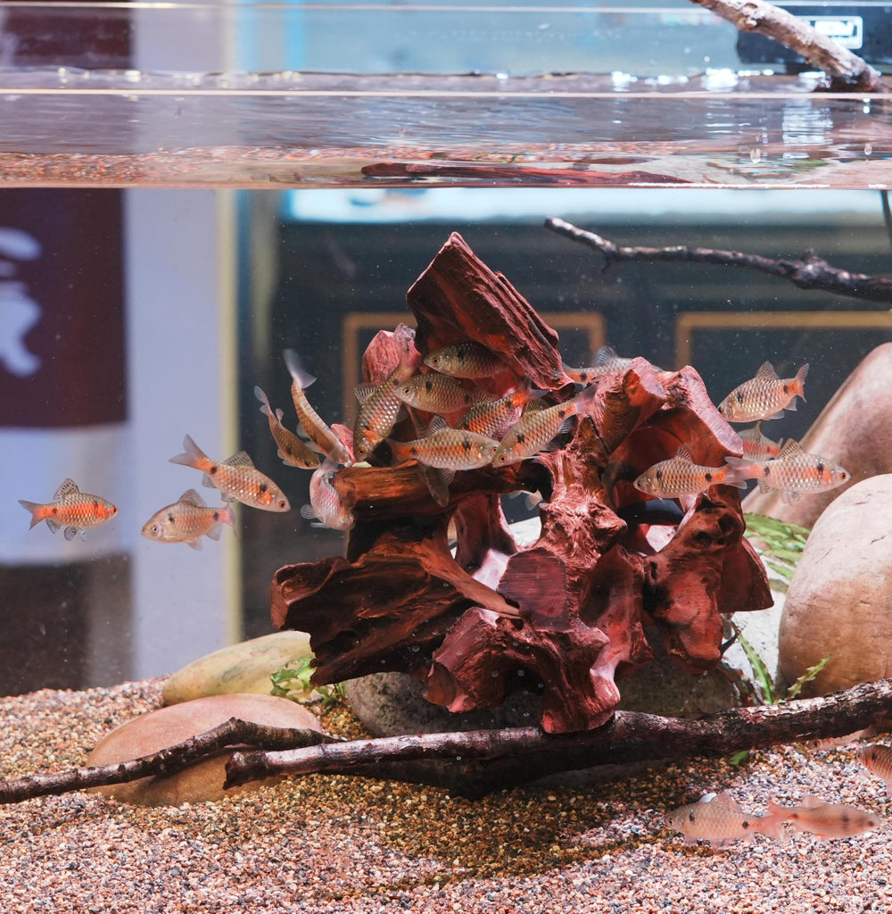 Redfeiyang 6-9.8 inch wood cave fits medium to large tanks for habitat enrichment.