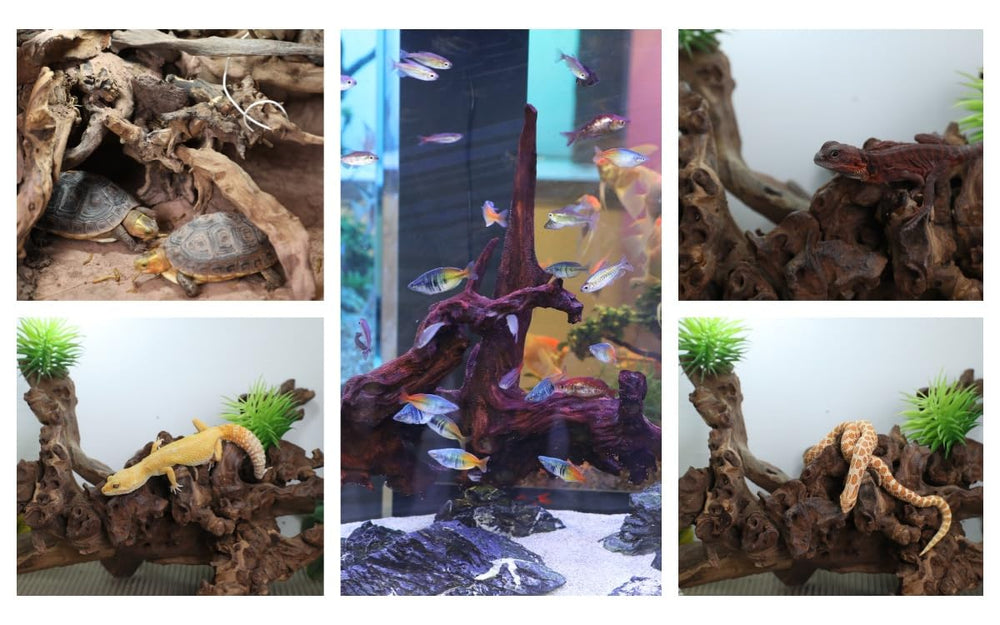 Redfeiyang driftwood includes a pre-treatment guide for tannin removal.