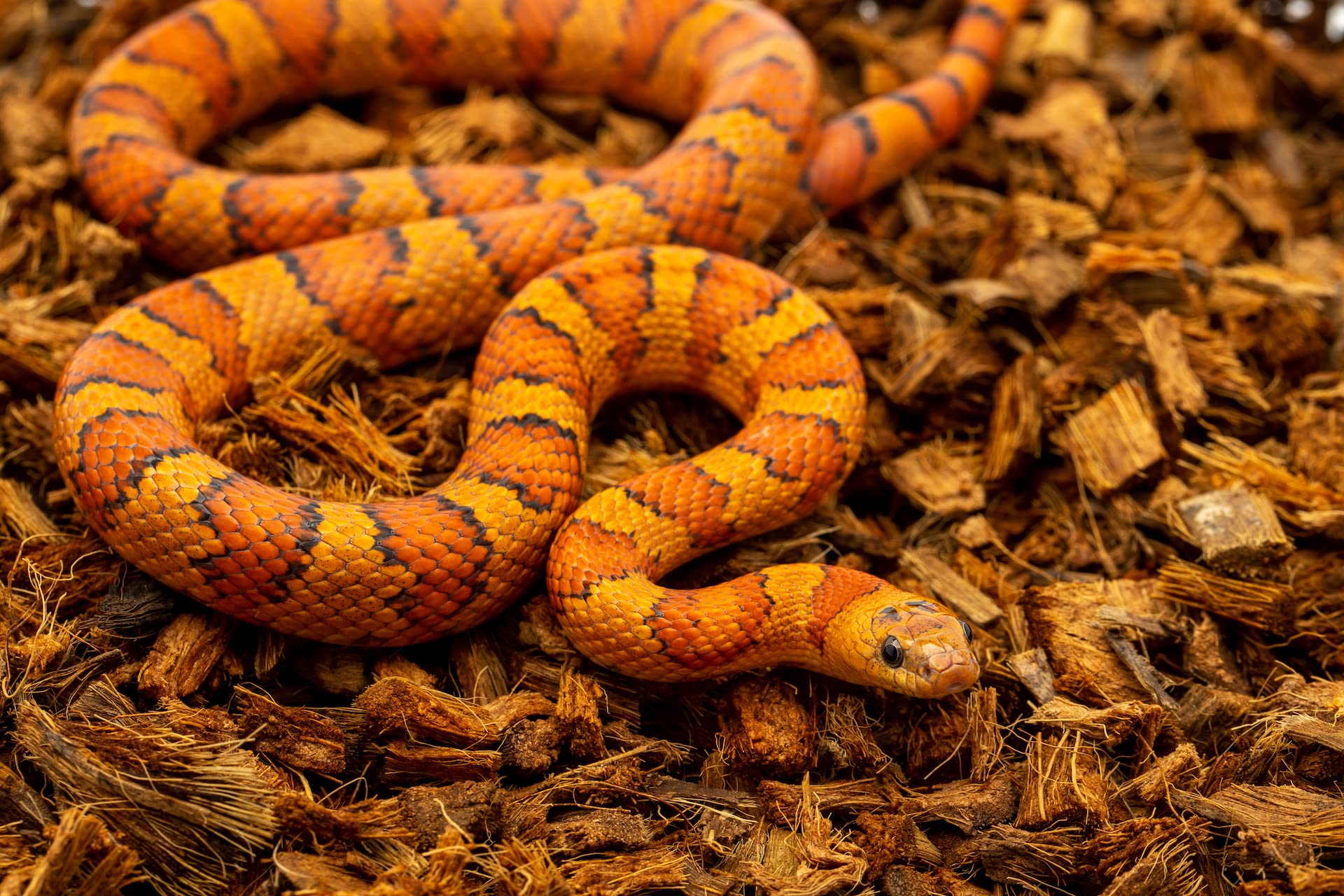 Reptichip moistened tropical habitat substrate supports humidity