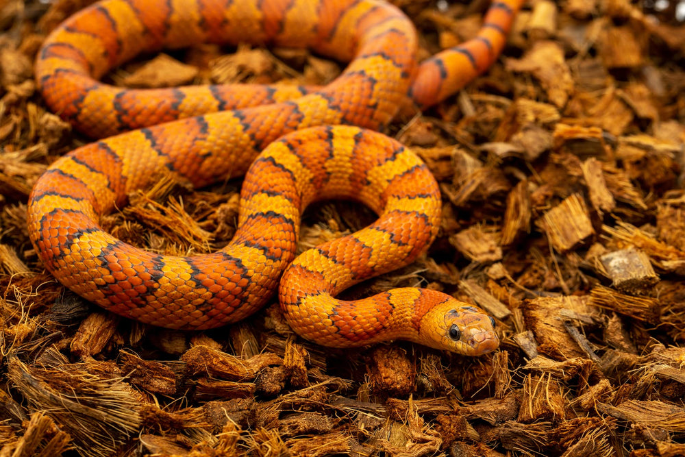 Reptichip moistened tropical habitat substrate supports humidity
