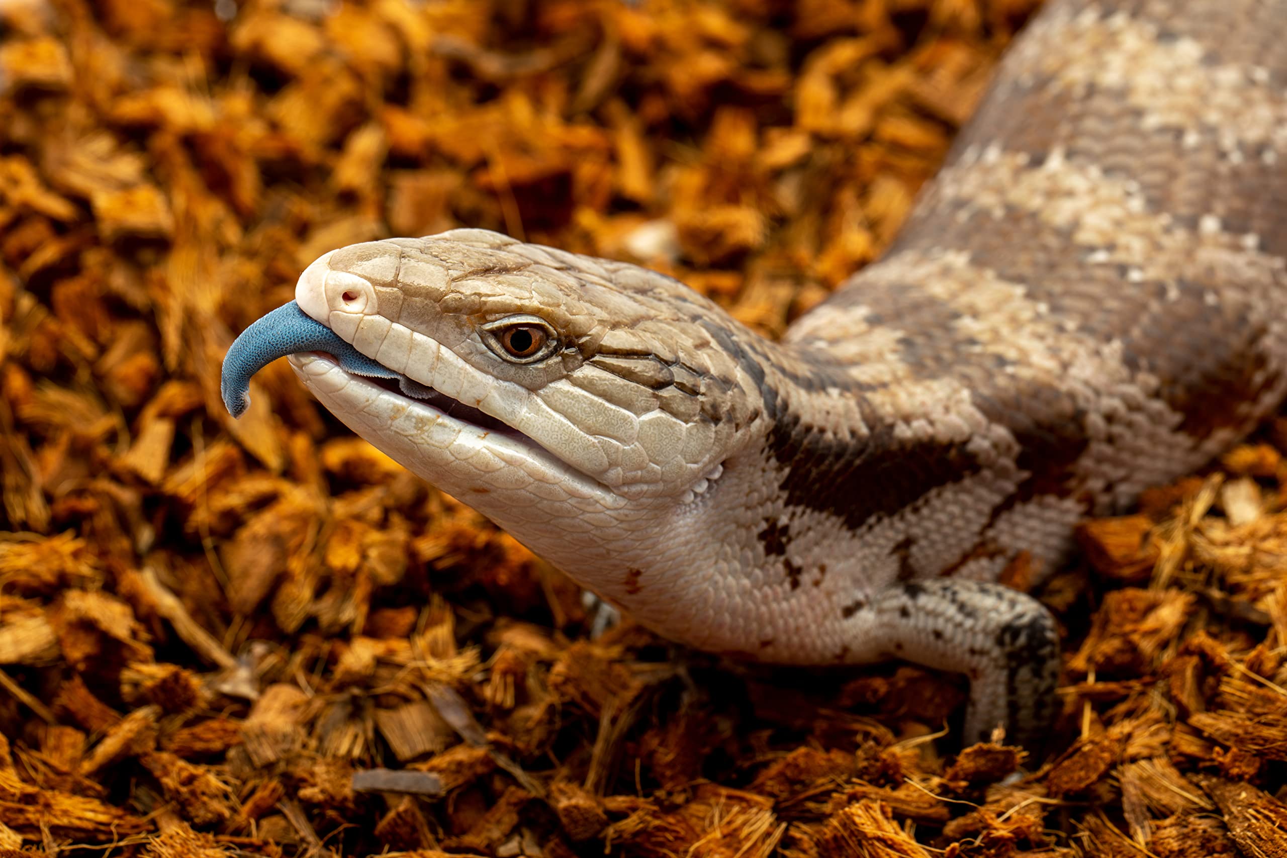 Reptichip ready-to-use substrate for arid and tropical habitats