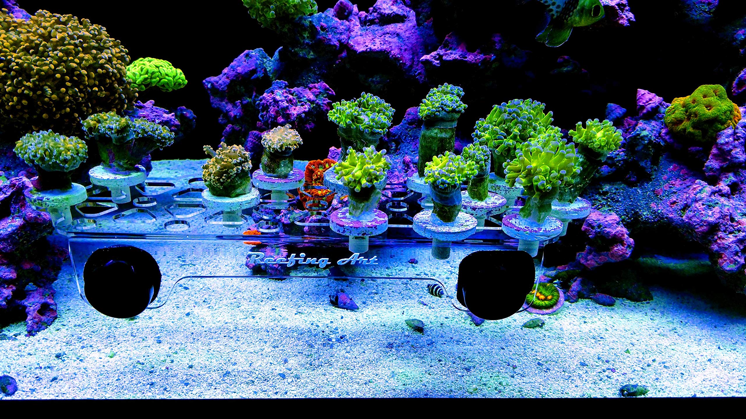Reefing Art frag rack half-inch-holes fits common frag plugs for versatile mounting.